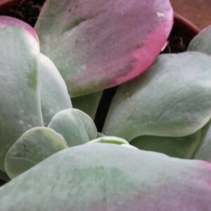  - Cotyledon orbiculata L. [1753]