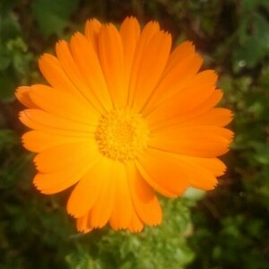 Photographie n°2353955 du taxon Calendula officinalis L. [1753]