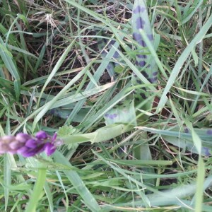 Photographie n°2353967 du taxon Dactylorhiza majalis (Rchb.) P.F.Hunt & Summerh. [1965]