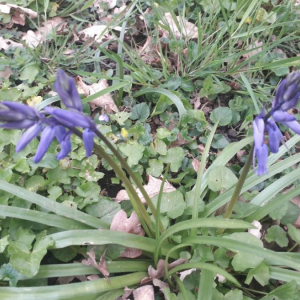 Photographie n°2353968 du taxon Hyacinthoides non-scripta (L.) Chouard ex Rothm. [1944]