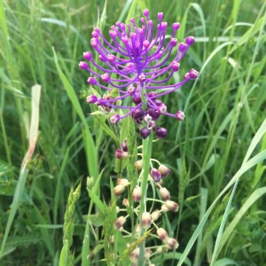 Photographie n°2353969 du taxon Muscari comosum (L.) Mill. [1768]