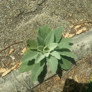 Photographie n°2353987 du taxon Verbascum thapsus L. [1753]