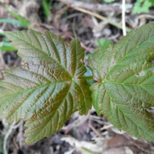 Photographie n°2354000 du taxon Acer pseudoplatanus L. [1753]