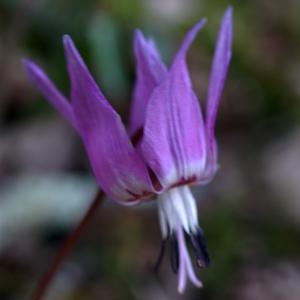 Photographie n°2354020 du taxon Erythronium dens-canis L.