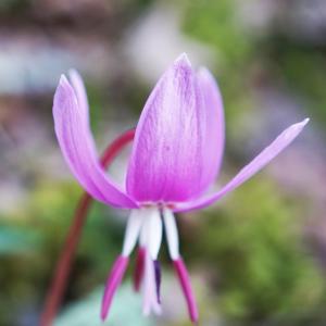 Photographie n°2354022 du taxon Erythronium dens-canis L.