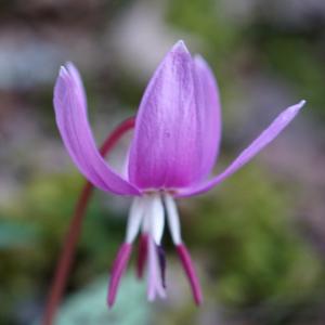 Photographie n°2354024 du taxon Erythronium dens-canis L.