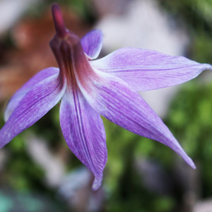 Photographie n°2354028 du taxon Erythronium dens-canis L.