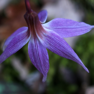 Photographie n°2354029 du taxon Erythronium dens-canis L.