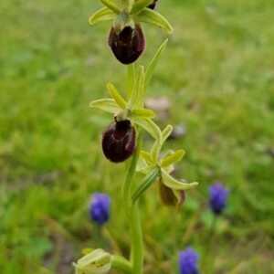 Photographie n°2354036 du taxon Ophrys virescens Philippe [1859]