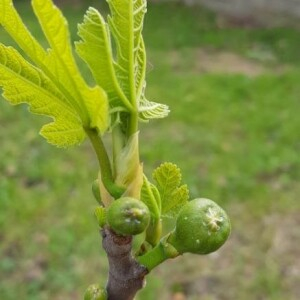 Photographie n°2354039 du taxon Ficus carica L. [1753]