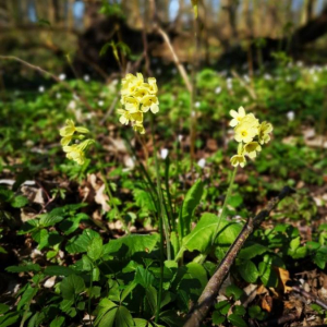 Photographie n°2354076 du taxon Primula elatior (L.) Hill [1765]