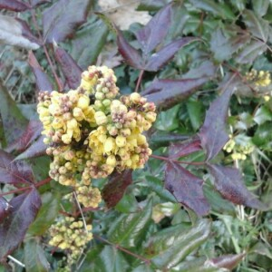 Photographie n°2354081 du taxon Berberis aquifolium Pursh [1814]