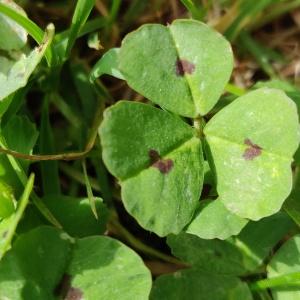 Photographie n°2354110 du taxon Medicago arabica (L.) Huds. [1762]