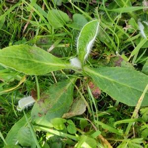 Photographie n°2354118 du taxon Pilosella officinarum Vaill. [1754]