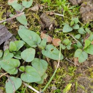 Photographie n°2354122 du taxon Prunella vulgaris L. [1753]