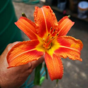 Photographie n°2354164 du taxon Hemerocallis fulva (L.) L. [1762]