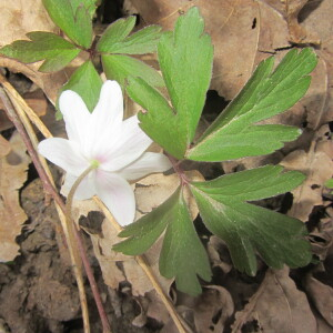 Photographie n°2354177 du taxon Anemone nemorosa L. [1753]