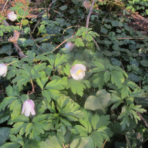 Photographie n°2354178 du taxon Anemone nemorosa L. [1753]