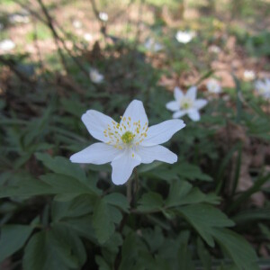 Photographie n°2354180 du taxon Anemone nemorosa L. [1753]