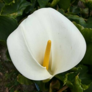 Photographie n°2354183 du taxon Zantedeschia aethiopica (L.) Spreng. [1826]