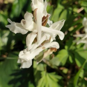 Photographie n°2354188 du taxon Corydalis solida (L.) Clairv. [1811]