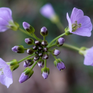  - Cardamine pratensis L. [1753]