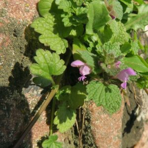 Photographie n°2354218 du taxon Lamium maculatum (L.) L. [1763]