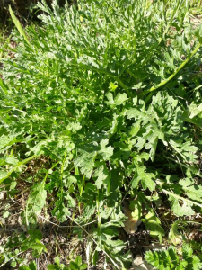 Nelly Meilhan, le 24 mars 2020