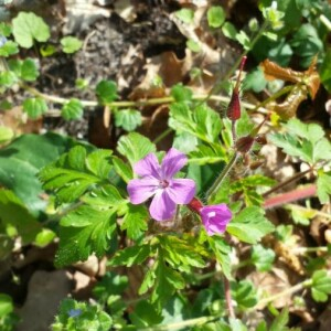 Photographie n°2354225 du taxon Geranium robertianum L. [1753]