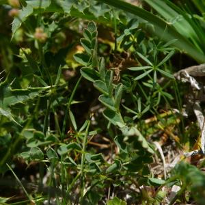 Photographie n°2354269 du taxon Astragalus alpinus subsp. alpinus