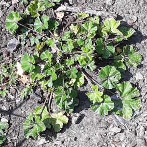 Photographie n°2354289 du taxon Alcea rosea L.