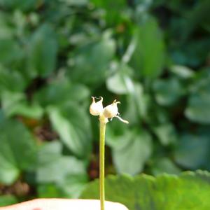 Photographie n°2354298 du taxon Ranunculus thora L. [1753]