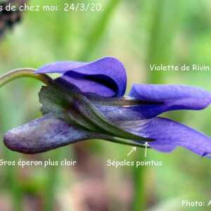 Photographie n°2354317 du taxon Viola riviniana Rchb. [1823]