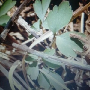 Photographie n°2354331 du taxon Corydalis solida (L.) Clairv. [1811, Man. Herbor., 371]