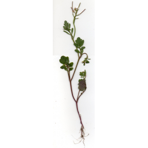 Cardamine flexuosa subsp. debilis O.E.Schulz