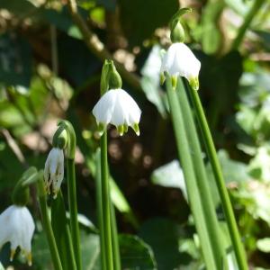 Photographie n°2354337 du taxon Leucojum vernum L. [1753]