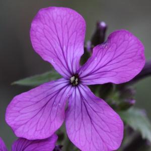 Photographie n°2354369 du taxon Lunaria annua L.