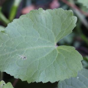 Photographie n°2354375 du taxon Lunaria annua L.