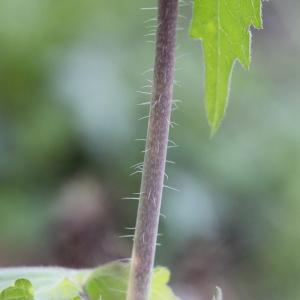 Photographie n°2354376 du taxon Lunaria annua L.