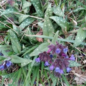 Photographie n°2354400 du taxon Pulmonaria longifolia (Bastard) Boreau [1857, Fl. Centr. Fr., éd. 3, 2 : 460]