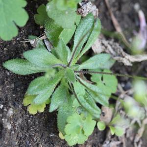 Photographie n°2354448 du taxon Draba verna L.