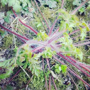 Photographie n°2354508 du taxon Geranium robertianum L. [1753, Sp. Pl., 2 : 681]