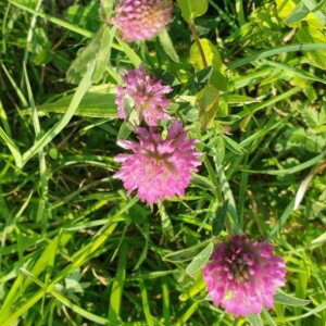 Photographie n°2354598 du taxon Trifolium pratense L. [1753, Sp. Pl., 2 : 768]