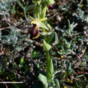  - Ophrys occidentalis (Scappaticci) Scappaticci & M.Demange