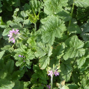 Photographie n°2354657 du taxon Erodium moschatum (L.) L'Hér.