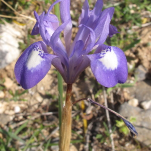 Photographie n°2354667 du taxon Gynandriris sisyrinchium (L.) Parl. [1854]