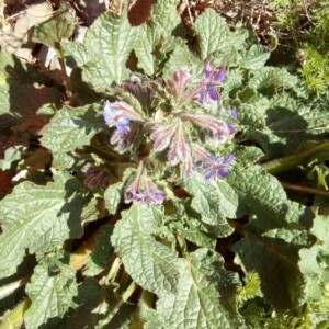 Photographie n°2354671 du taxon Borago officinalis L. [1753, Sp. Pl., 1 : 137]