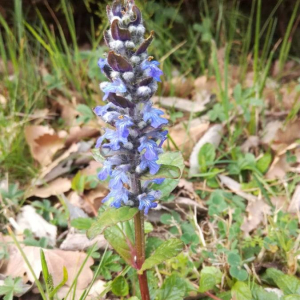 Photographie n°2354751 du taxon Ajuga reptans L. [1753, Sp. Pl., 2 : 561]