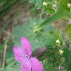 Photographie n°2354754 du taxon Lunaria annua L. [1753, Sp. Pl., 2 : 653]