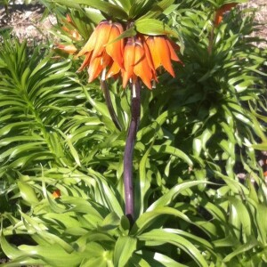 Photographie n°2354766 du taxon Fritillaria imperialis L. [1753, Sp. Pl., 1 : 303]